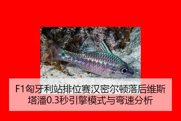 F1匈牙利站排位赛汉密尔顿落后维斯塔潘0.3秒引擎模式与弯速分析